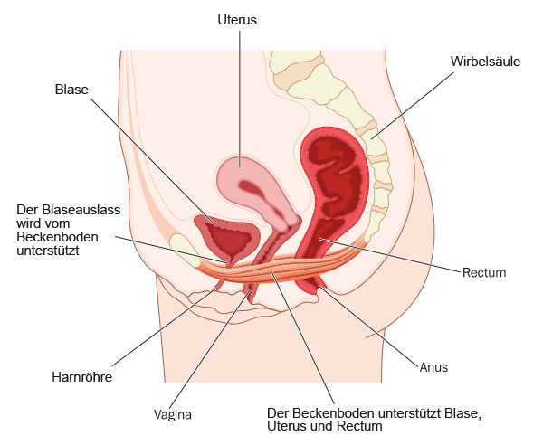 Gebärmutter nach hinten gekippt schwanger